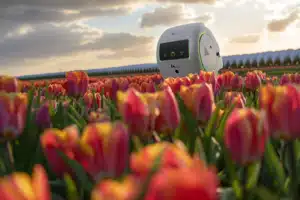 Revolutionizing-Tulip-Farming:-AI-Robots-Combat-Disease-in-Dutch-Bulb-Fields