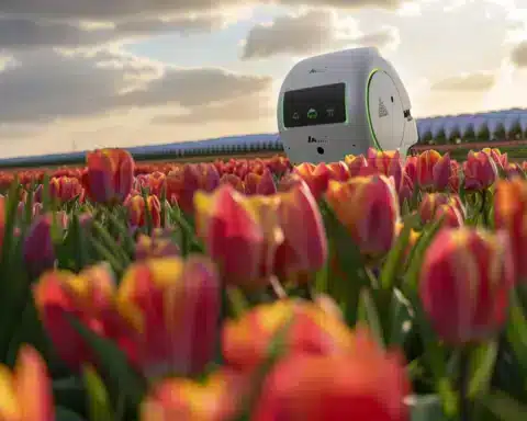 Revolutionizing-Tulip-Farming:-AI-Robots-Combat-Disease-in-Dutch-Bulb-Fields