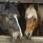 A-Sanctuary-of-Hope:-Serbia’s-Lone-Refuge-for-Horses